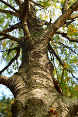 Birch trunk on the background of yellow autumn foliage