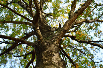 Birch trunk on the background of yellow autumn foliage