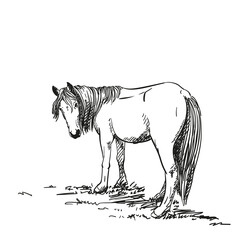 Sketch of horse with long mane standing on grass turned her head to look back, Vector Hand drawn illustration