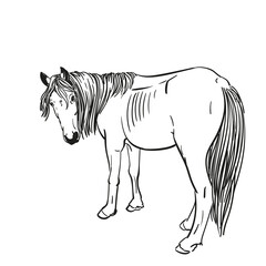 Sketch of hungry horse with protruding ribs turned her head to look back, full length portrait isolated black and white vector Hand drawn illustration