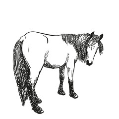 Sketch of horse with long mane turned her head to look back, full length portrait, Vector Hand drawn illustration