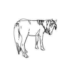 Abstract line sketch of horse with long mane turned her head to look back, full length portrait, Vector Hand drawn illustration