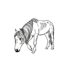 Sketch of hungry horse with protruding ribs walks slowly with head down, full length portrait isolated black and white vector Hand drawn illustration