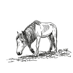 Sketch of hungry horse with protruding ribs walks slowly on grass with head down, full length portrait isolated black and white vector Hand drawn illustration