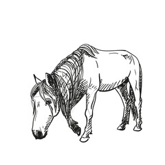 Sketch horse walking slowly with head down, full length portrait isolated black and white vector Hand drawn animal illustration