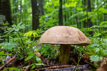 edible mushroom in the autumn forest, Borovik mushroom in the forest