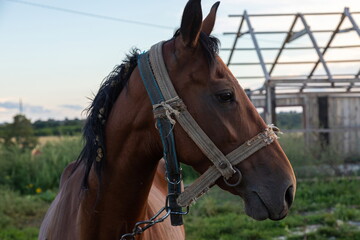 Obraz premium Portrait of nice brown horse on blue background Horse Head