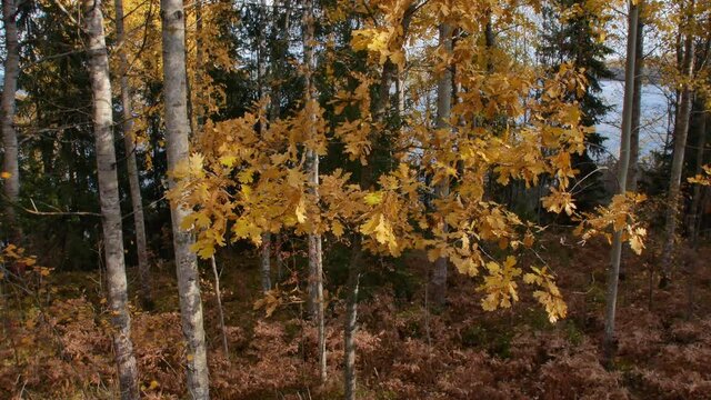 autumnal forest scene with falling leaves