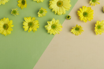 Yellow chrysanthemums on two tone background, space for text