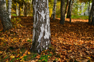 Birch trunk on the background of yellow autumn foliage