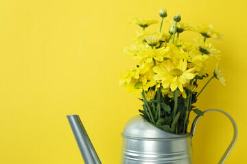 Watering can with chrysanthemums on yellow background