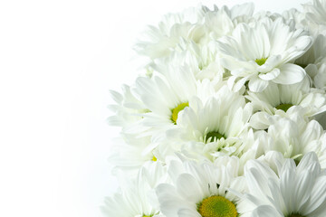 Beautiful white chrysanthemums isolated on white background