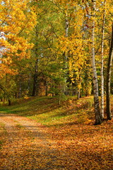 Birches on the road in the autumn park