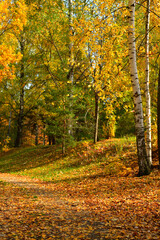 Birches on the road in the autumn park