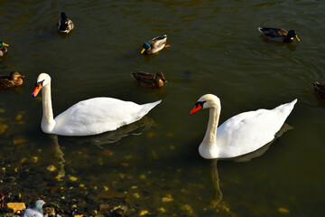 Ducks and white swans swim in an autumn pond in October