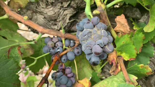 Bunch of Red Grapes infected with Botrytis cinerea, noble rot - handheld