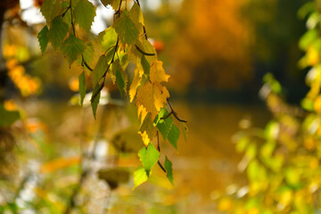 Birch branch in the autumn forest in October with a place for text