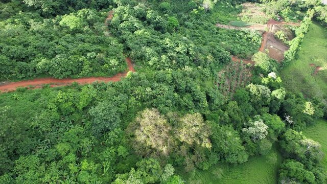 Vista a&eacute;rea de la copa de los arboles, bosque