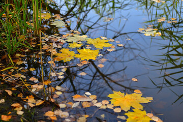Yellow maple and birch leaves float in the autumn lake in October