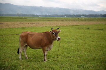 Fototapeta na wymiar a brown cattle isolated in the green field in countryside of lanao del sur, mindanao island