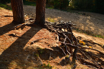 Pine trees stand with powerful roots on a cliff in a sunny autumn forest in October