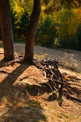 Pine trees stand with powerful roots on a cliff in a sunny autumn forest in October