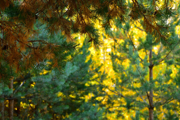 Sunlight shines through a pine branch in the autumn forest in October