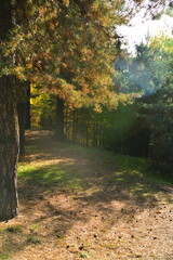 The trunk of a pine tree on the background of an autumn forest with a place for text