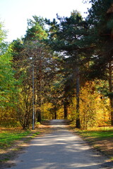 Obraz premium Pines on the road in the autumn park