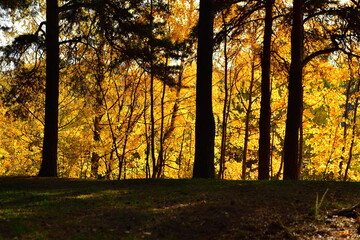 Sunlight shines through the pines in the autumn forest in October
