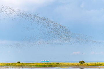 tausende Vögel bilden einen Vogelschwarm im blauen Himmel am Meer