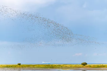 Outdoor-Kissen tausende Vögel bilden einen Vogelschwarm im blauen Himmel am Meer © natros