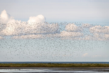 tausende Vögel bilden einen Vogelschwarm im blauen Himmel am Meer