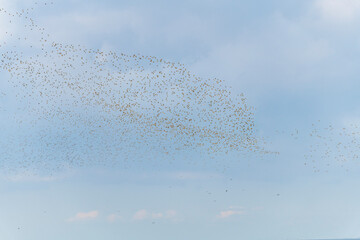 tausende V&ouml;gel bilden einen Vogelschwarm im blauen Himmel am Meer