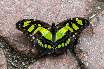 großer grüner Schmetterling auf Stein