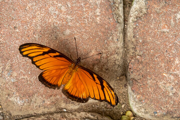 Obraz na płótnie Canvas großer oranger Schmetterling auf Stein