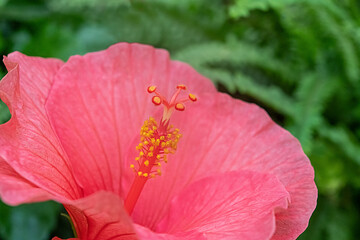 Ausschnitt einer rosa Hibiskus Blüte mit Samen und Stempel © natros
