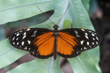 großer oranger Schmetterling auf grünem Blatt