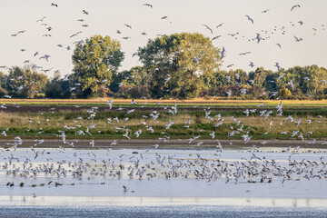 viele Vögel fliegend und sitzend 