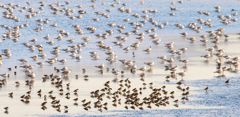 viele Vögel sitzend im flachen Wasser im nordischen Zuggebiet