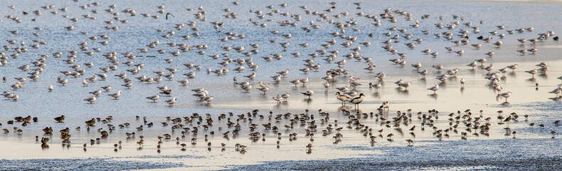 viele Vögel sitzend im flachen Wasser im nordischen Zuggebiet