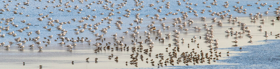 viele Vögel sitzend im flachen Wasser im nordischen Zuggebiet