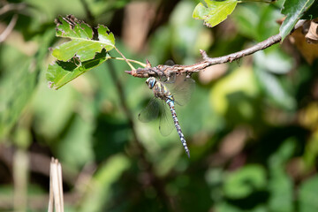 Libelle - Herbstmosaikjungfer - sitzend an einem Ast