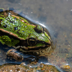 grüner Teichfrosch mit großen Augen von oben