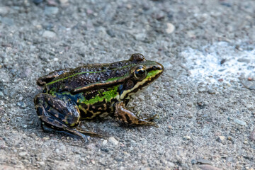 grüner Teichfrosch sitzend auf grauem Stein