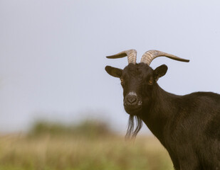 Kopf einer braunen Ziegel mit Ziegenbart und Hörnern