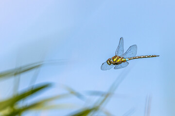 Libelle - Herbstmosaikjungfer - fliegend im blauen Himmel