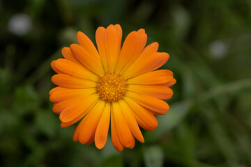 Ausschnitt einer Blüte einer Ringelblume