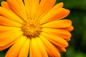 Ausschnitt einer Blüte einer Ringelblume