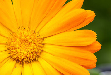 Ausschnitt einer Blüte einer Ringelblume